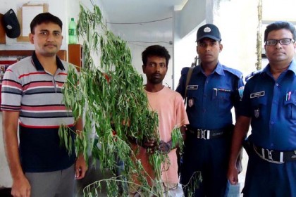 ধুনটে গাঁজার গাছসহ চাষী আটক