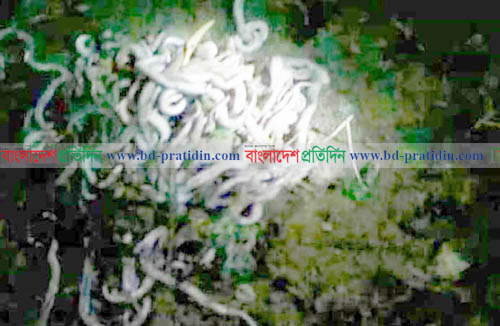 টাঙ্গাইলে বসত ঘরে ৫৬ টি গোখরা সাপের বাচ্চা উদ্ধার