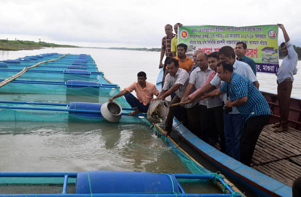 মাগুরায় মধুমতি নদীতে খাঁচায় মাছ চাষ