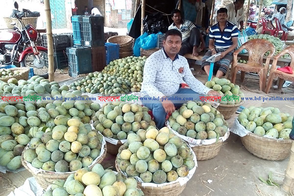 চাঁপাইনবাবগঞ্জে আমের দামে বিপর্যয়, ব্যবসায়ীদের মাথায় হাত