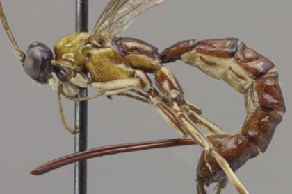 আমাজনে ভয়ঙ্কর পরজীবীর সন্ধান