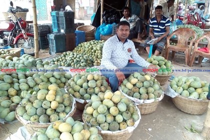 চাঁপাইনবাবগঞ্জে আমের দামে বিপর্যয়, ব্যবসায়ীদের মাথায় হাত