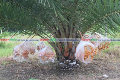 সৌদি খেজুর ও মাল্টা চাষে সফল মাজহারুল