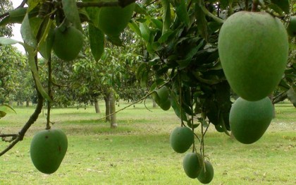 আম খেলেই পুত্রসন্তান, জোরালো দাবি নেতার!