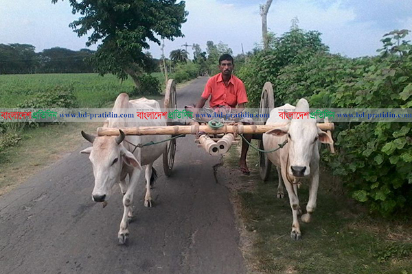 কলারোয়ায় বিলুপ্তপ্রায় গ্রাম বাংলার ঐহিত্যবাহী গরুর গাড়ি
