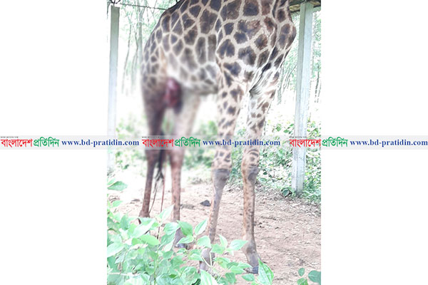 সাফারী পার্কে কমন ইল্যান্ডের আক্রমণে জিরাফের মৃত্যু