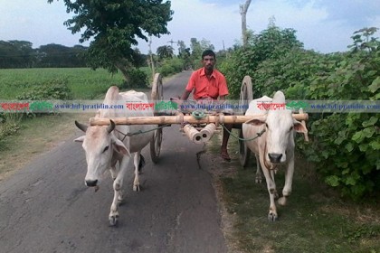 কলারোয়ায় বিলুপ্তপ্রায় গ্রাম বাংলার ঐহিত্যবাহী গরুর গাড়ি
