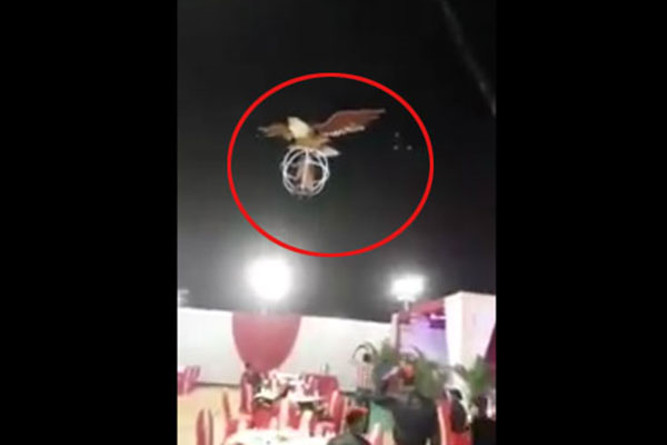 ঈগলে চড়ে বিয়ের আসরে দম্পতি! (ভিডিও)
