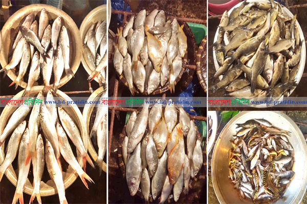 বিশ্বনাথে অবাধে পোনা নিধন, নির্বিকার মৎস্য দফতর