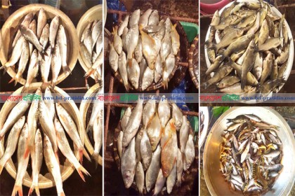 বিশ্বনাথে অবাধে পোনা নিধন, নির্বিকার মৎস্য দফতর