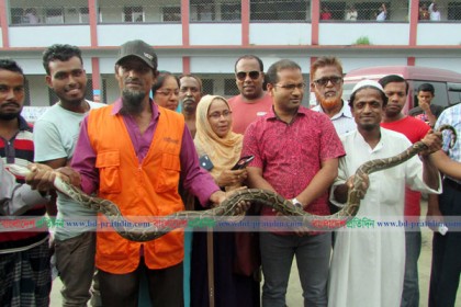 ১২ ফুট দীর্ঘ অজগর উদ্ধার