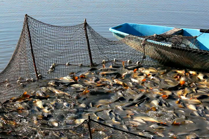 খুলনায় দ্বিগুণ মাছ উৎপাদন