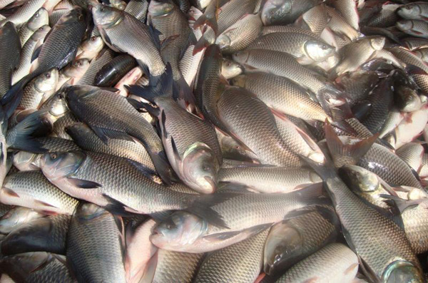 খুলনায় দ্বিগুণ মাছ উৎপাদন