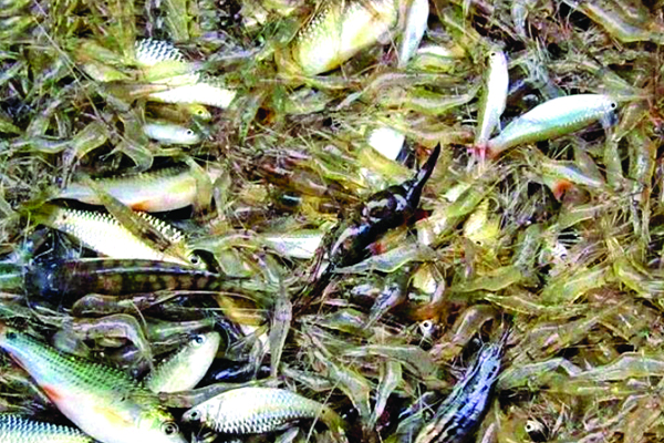 বাগেরহাটে মাছের উৎপাদন বেড়েছে দ্বিগুণ