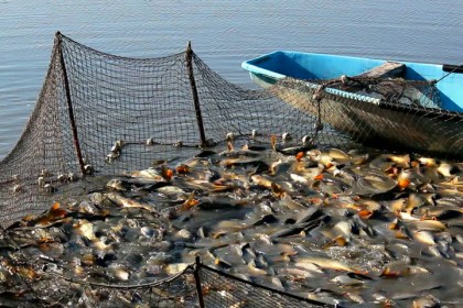 খুলনায় দ্বিগুণ মাছ উৎপাদন
