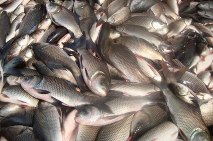 খুলনায় দ্বিগুণ মাছ উৎপাদন