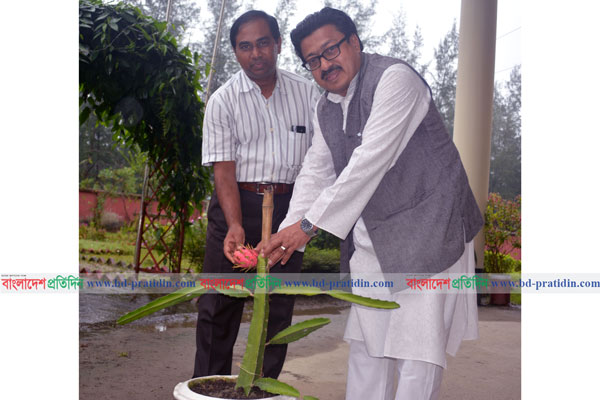 নোবিপ্রবিতে ড্রাগন ফল চাষে গবেষকের সফলতা