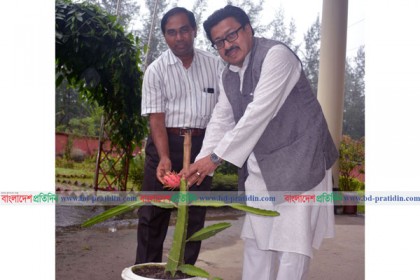 নোবিপ্রবিতে ড্রাগন ফল চাষে গবেষকের সফলতা