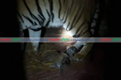 চট্টগ্রাম চিড়িয়াখানায় বাঘের খাচায় নতুন তিন অতিথি