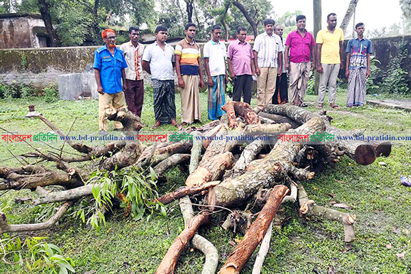 সিংড়ায় সরকারি গাছ চুরির অভিযোগ