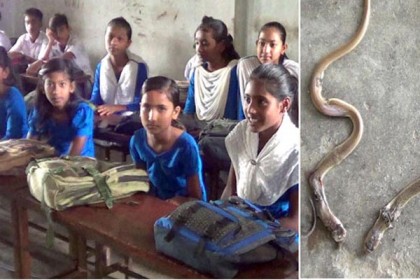 নাটোরে ক্লাসে সাপ আতঙ্কে শিক্ষার্থীরা!

