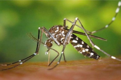 রাঙামাটিতে হঠাৎ ডেঙ্গুর প্রকোপ