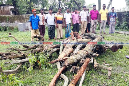সিংড়ায় সরকারি গাছ চুরির অভিযোগ