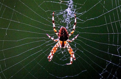 মাকড়সার উৎপাত থেকে বাঁচতে করণীয়