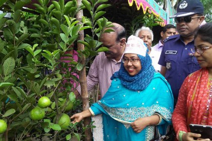 মির্জাপুরে ৩ দিনব্যাপী ফলদ বৃক্ষমেলা শুরু