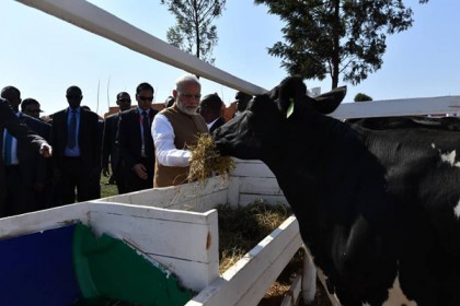 আফ্রিকায় মোদির ঐতিহাসিক সফর, সঙ্গী গরু!