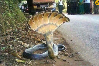 ৭ মুখওয়ালা ভয়ঙ্কর অলৌকিক 'সাপ' ভাইরাল!
