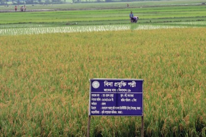 মাগুরায় খরা সহিষ্ণু বিনা-১৯ ধানের মাঠ দিবস

