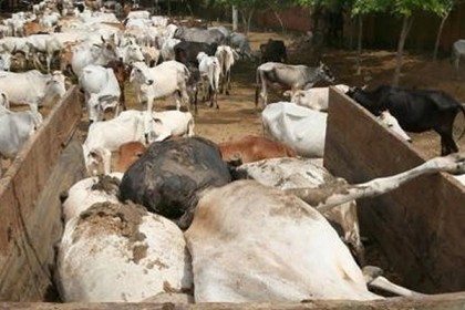 রাজস্থানে অনাহারে ৫০০ গরুর মৃত্যু! 