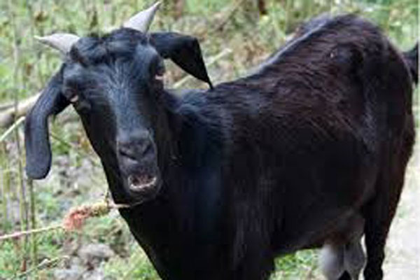 ভারতে ছাগলকে গণধর্ষণের অভিযোগ, পলাতক ৮