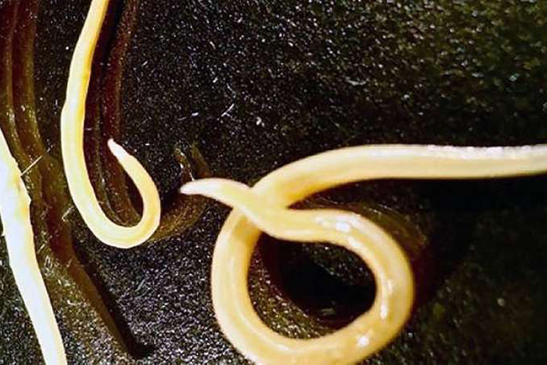 ৪০ হাজার বছর পর ঘুম ভাঙল পোকাটির! 
