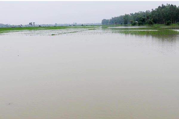 নন্দীগ্রামে পানির নিচে আমন ধান


