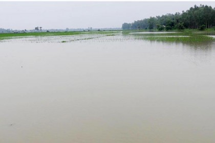 নন্দীগ্রামে পানির নিচে আমন ধান

