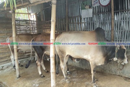 কোরবানির জন্য চাহিদার অতিরিক্ত পশু রয়েছে দিনাজপুরে