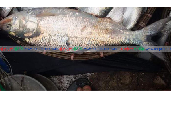 নাফ নদে আড়াই কেজির ইলিশ

