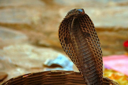 সাপের মাথার কি সত্যিই মণি থাকে?
