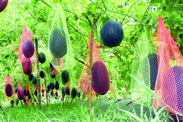 বারমাসি তরমুজ চাষে সফলতা