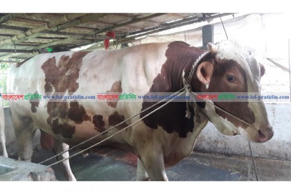 ষাঁড়ের মূল্য ১৬ লাখ!