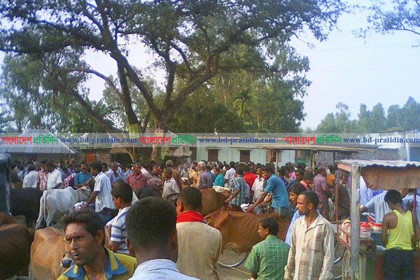 চিরিরবন্দরের হাটে গরুর দাম কম, হতাশ বিক্রেতারা