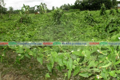 দুপচাঁচিয়ায় পটল চাষে স্বাবলম্বী কৃষক


