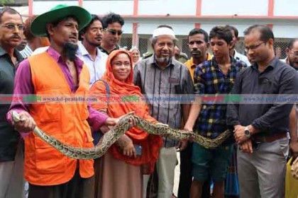 মোরেলগঞ্জ থেকে ধরা ক্ষুধার্ত অজগর সুন্দরবনে অবমুক্ত 

