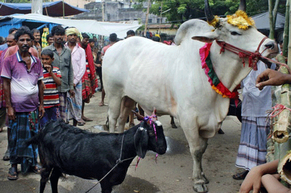 ভারতের যে গ্রামে নিষিদ্ধ কোরবানি ও হোলি দহন!