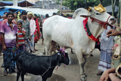 ভারতের যে গ্রামে নিষিদ্ধ কোরবানি ও হোলি দহন!