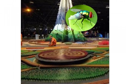 এক মাছি ভেস্তে দিল বিশ্ব রেকর্ডের আয়োজন!