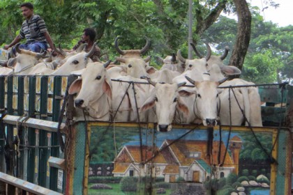 সুনির্দিষ্ট তথ্য ছাড়া গরুবোঝাই ট্রাক থামাতে পারবে না পুলিশ