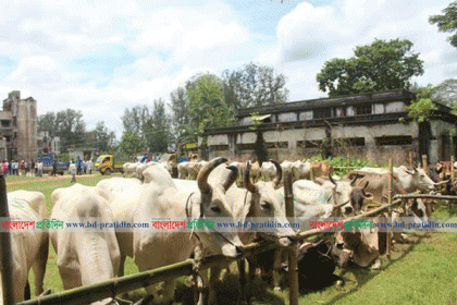 শোক দিবস উপলক্ষে দুই শতাধিক গরু বিতরণ এমপি একরামের ও ৪ লাখ লোকের ভোজ